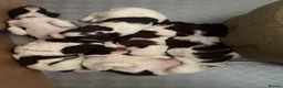 English Springer Spaniel dogs for sale: KC Reg Springer Spaniels in Didcot - Advert 2