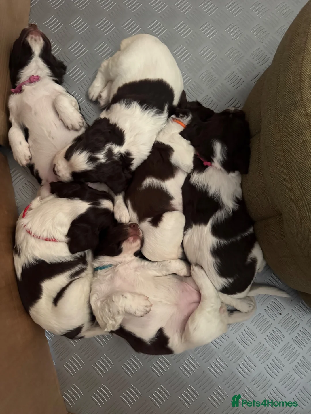 English Springer Spaniel dogs for sale: KC Reg Springer Spaniels in Didcot - Advert 2