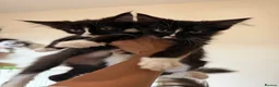 Maine Coon cats for sale: Maincoon Kitten last boy  - Advert 2