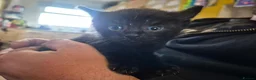British Shorthair cats for sale: 3 male kittens available - Advert 4