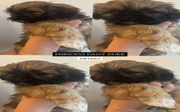 Shih Tzu dogs for sale: !READY NOW! 1 boy left!! pure bred shih tzu 🐾 🐾  - Image 17