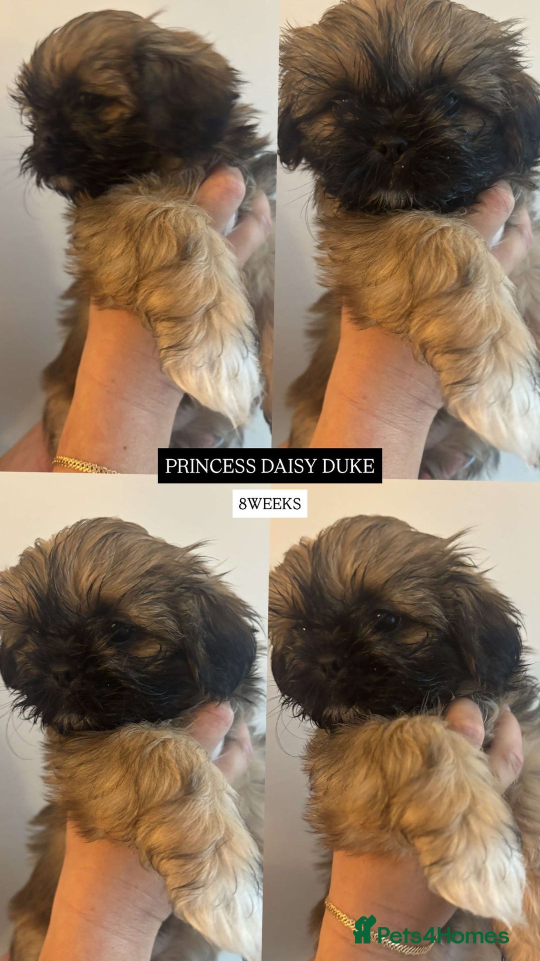 Shih Tzu dogs for sale: !READY NOW! 1 boy left!! pure bred shih tzu 🐾 🐾  - Image 17