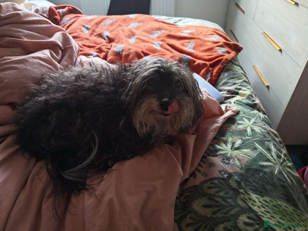 Chipoo dogs for sale: Chipoo for sale - Advert 2