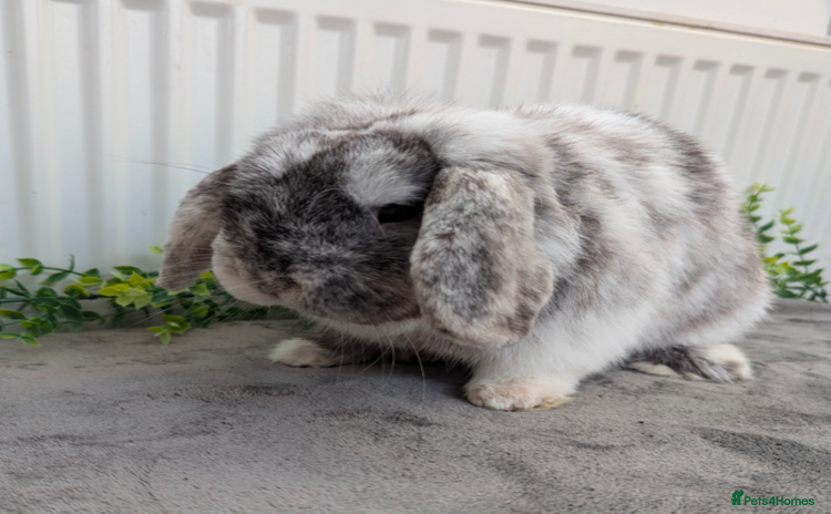 Mini Lop rabbits - Advert 17