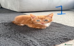 Mixed Breed cats for sale: 5 bsh mixed kittens ready  - Image 2