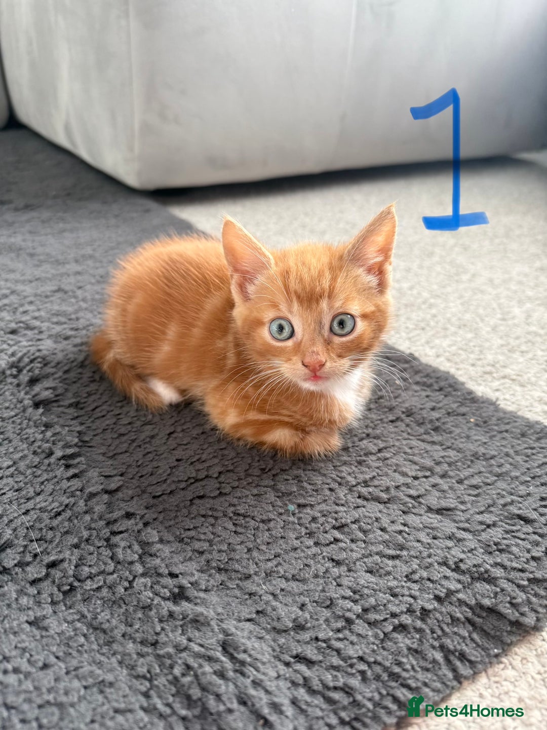 Mixed Breed cats for sale: 5 bsh mixed kittens ready  - Image 2