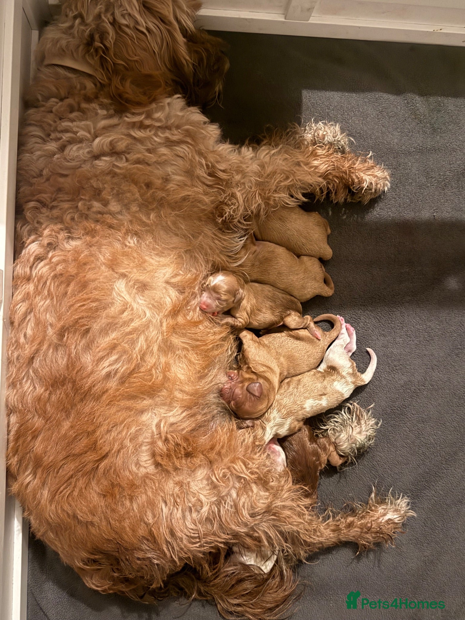 Cavapoo dogs Beautiful apricot/chocolate cavapoos - Advert 16