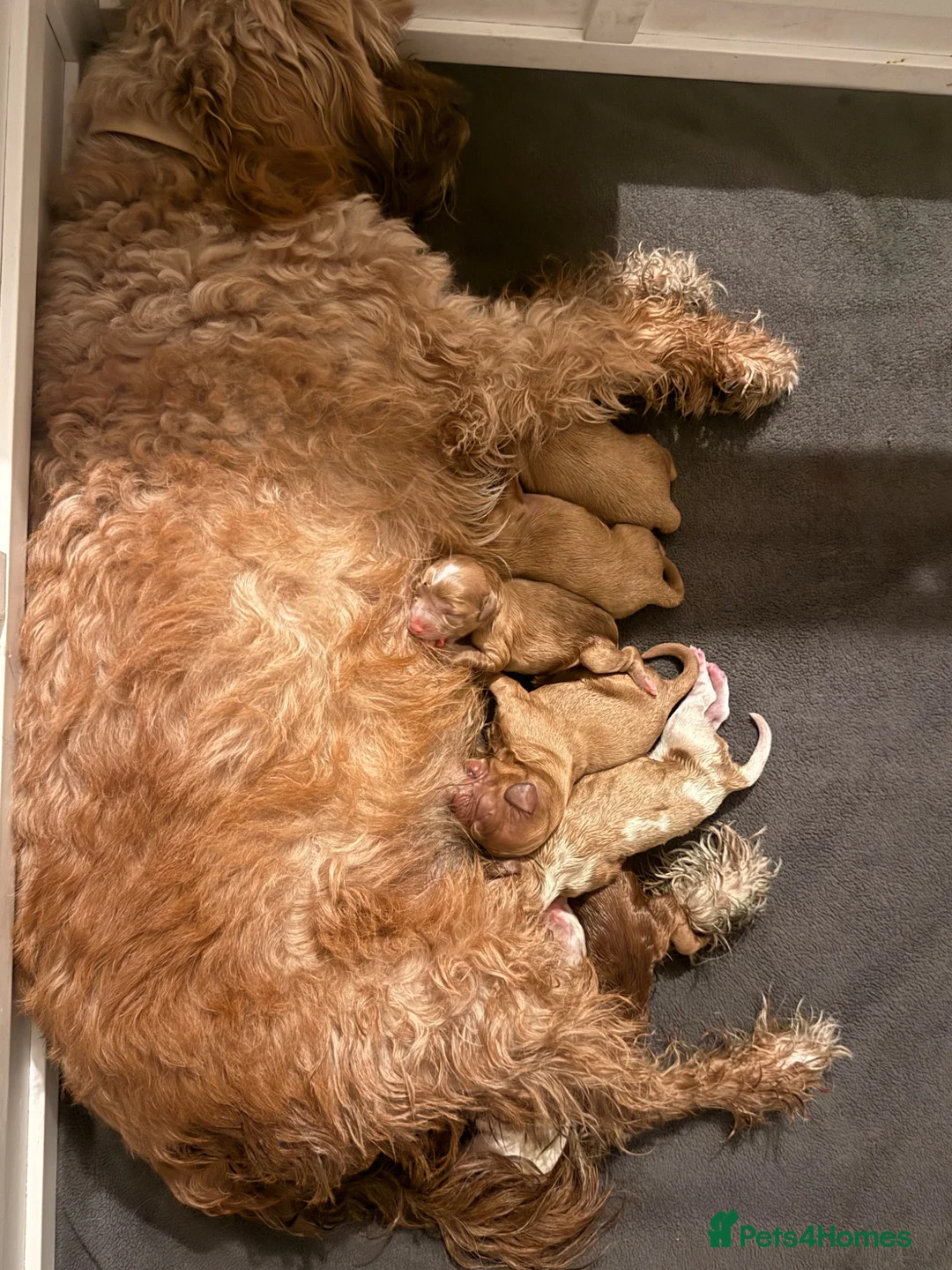 Cavapoo dogs for sale: Beautiful apricot/chocolate cavapoos - Advert 1