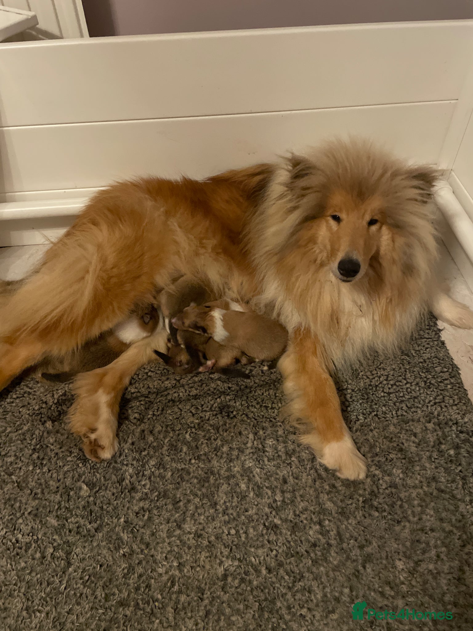 Rough Collie dogs KC Registered Sable and white male - Advert 3