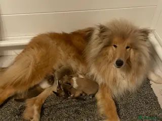 Rough Collie dogs KC Registered Sable and white male - Advert 3