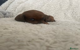 Dachshund dogs for sale: Exceptional dachshunds  - Image 5