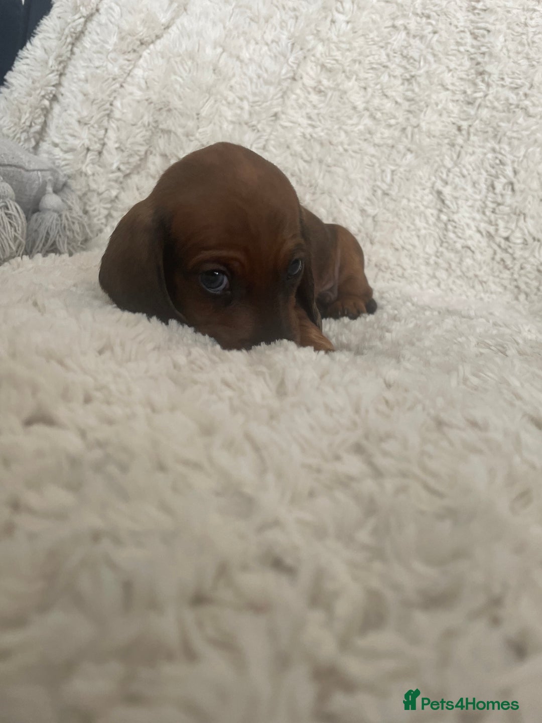 Dachshund dogs for sale: Exceptional dachshunds  - Image 5