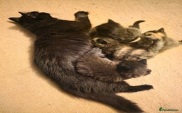 British Longhair cats for sale: Beautiful British longhair kittens - Image 12