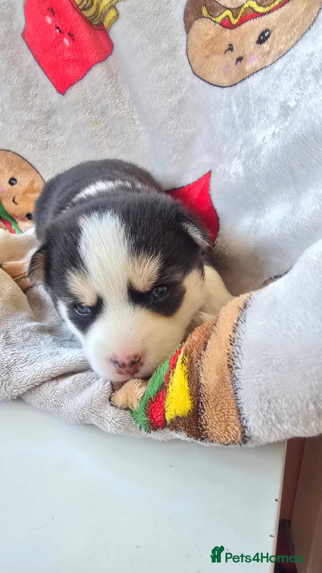 Pomsky dogs for sale: Pomsky Puppies for Sale - Advert 27