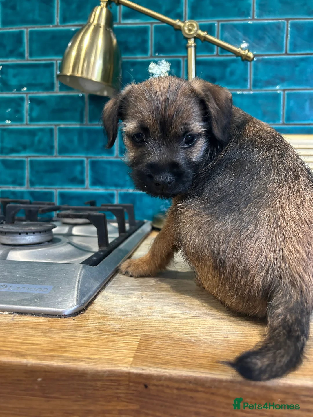 Border Terrier dogs for sale: Female KC registered Border Terrier  - Advert 4