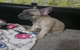 French Bulldog dogs for sale: Blue French bulldog puppy  - Image 8