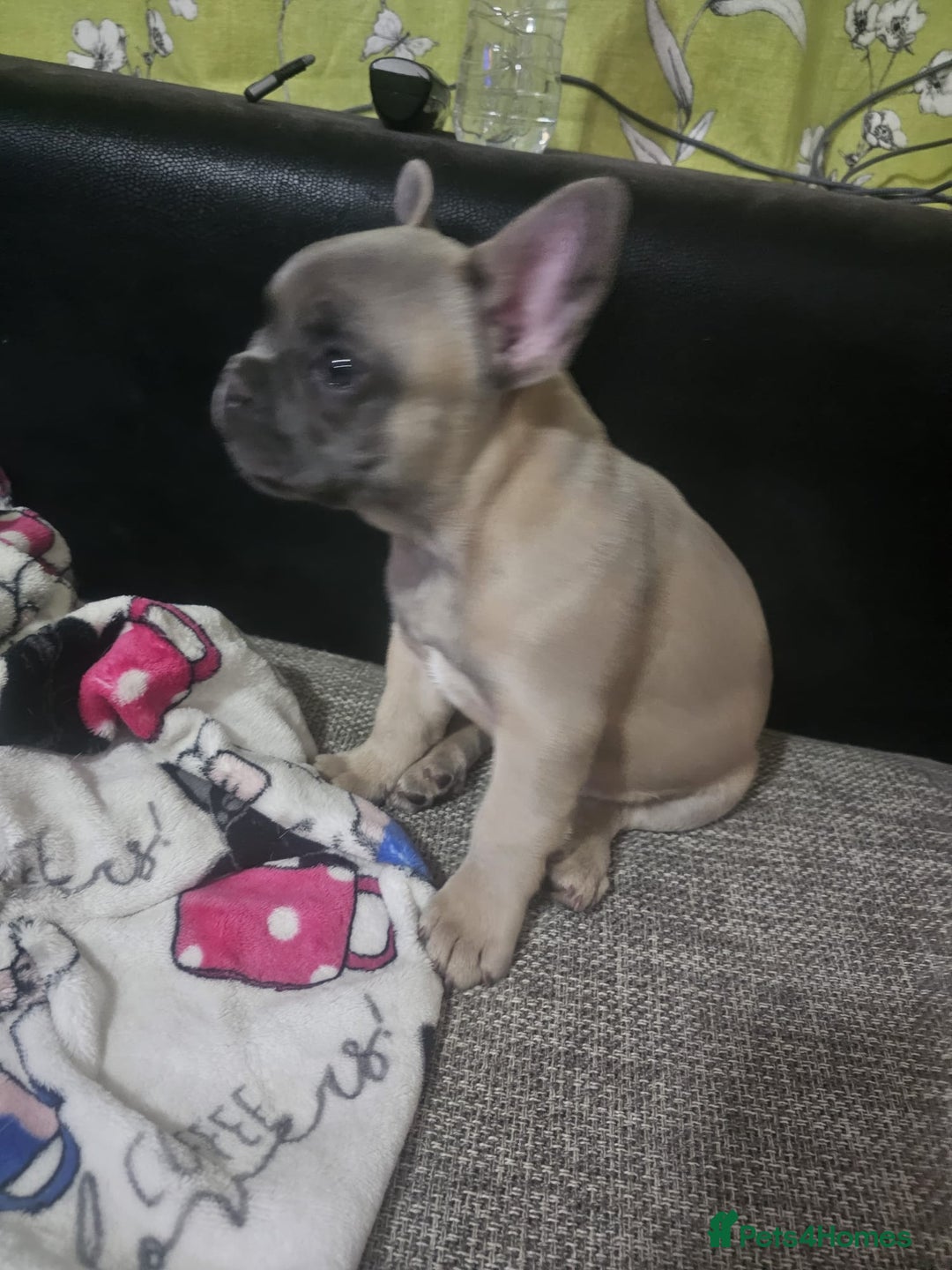 French Bulldog dogs for sale: Blue French bulldog puppy  - Image 8
