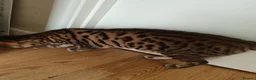 Bengal cats for sale: Bengal cat friendly boy  - Advert 3