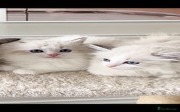 Ragdoll cats for sale: INDOOR TWO MALE GCCF REGISTERED RAGDOLL KITTENS - Image 4