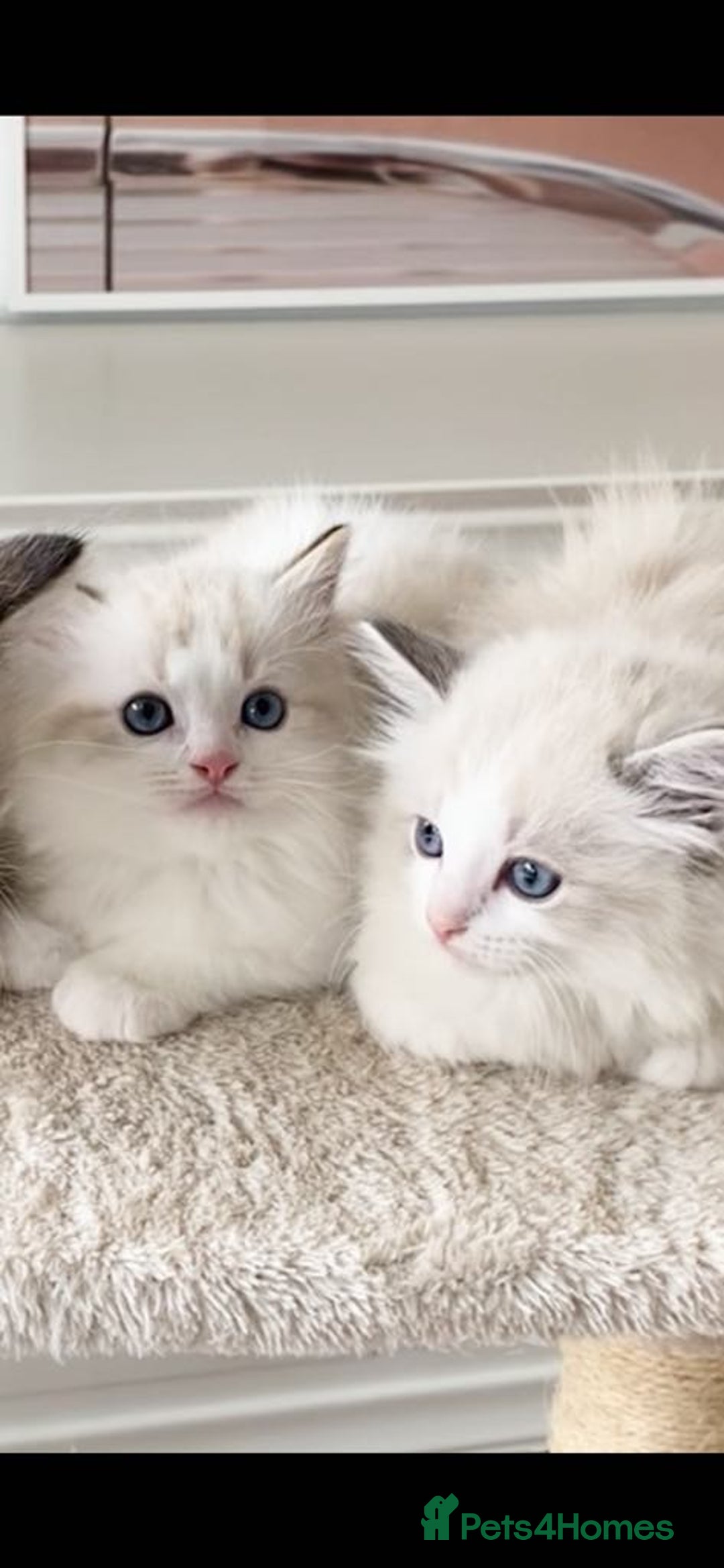 Ragdoll cats for sale: INDOOR TWO MALE GCCF REGISTERED RAGDOLL KITTENS - Image 4