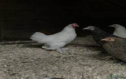 Chickens poultry for sale: FREE 2 month old Bantam cockerel  - Image 1