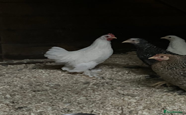 Chickens poultry - Advert 13