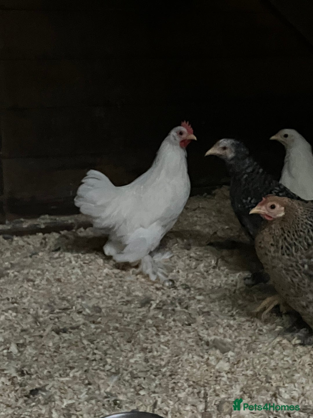 Chickens poultry for sale: FREE 2 month old Bantam cockerel  - Image 1