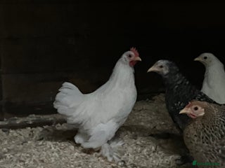 Chickens poultry - Advert 26