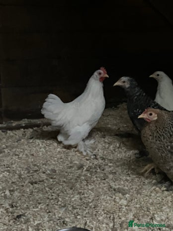 Chickens poultry - Advert 9