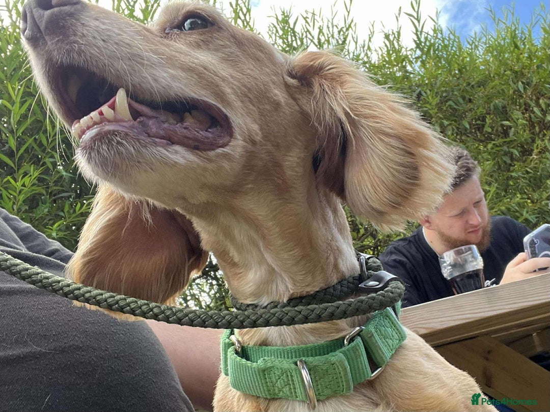 Cocker Spaniel dogs for adoption: Bob needs a loving home  - Advert 27