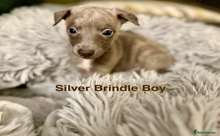 Whippet dogs - Advert 3