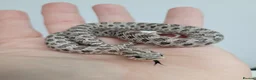 Snake reptiles for sale: Baby Western hognoses CB 25 & 26 ready to go  - Advert 2