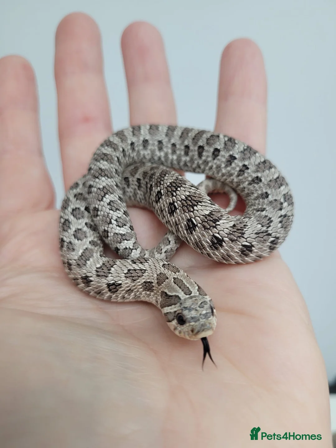 Snake reptiles for sale: Baby Western hognoses CB 25 & 26 ready to go  - Advert 2