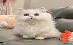 Munchkin cats for sale: Super stunning & rare Minuet - Image 34