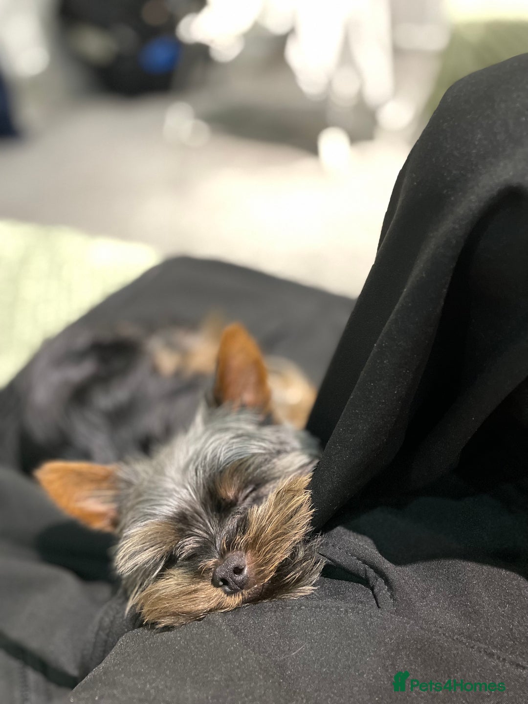 Yorkshire Terrier dogs for sale: Mini yorkie - Advert 1