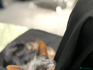 Yorkshire Terrier dogs Mini yorkie - Advert 1