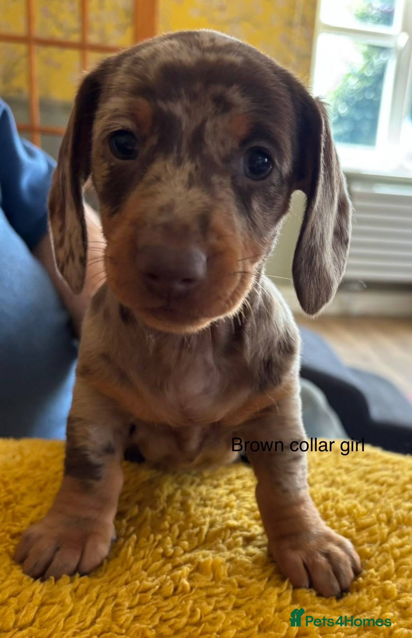 Miniature Dachshund dogs Gorgeous Litter of Miniature Dachshund Puppies - Advert 1