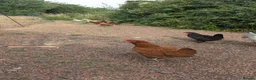 Chickens poultry for sale: Small mixed flock of colours egg laying hens  in Berwick-upon-Tweed - Advert 7