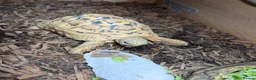Tortoise reptiles for sale: Leopard male tortoise for sale - Advert 1