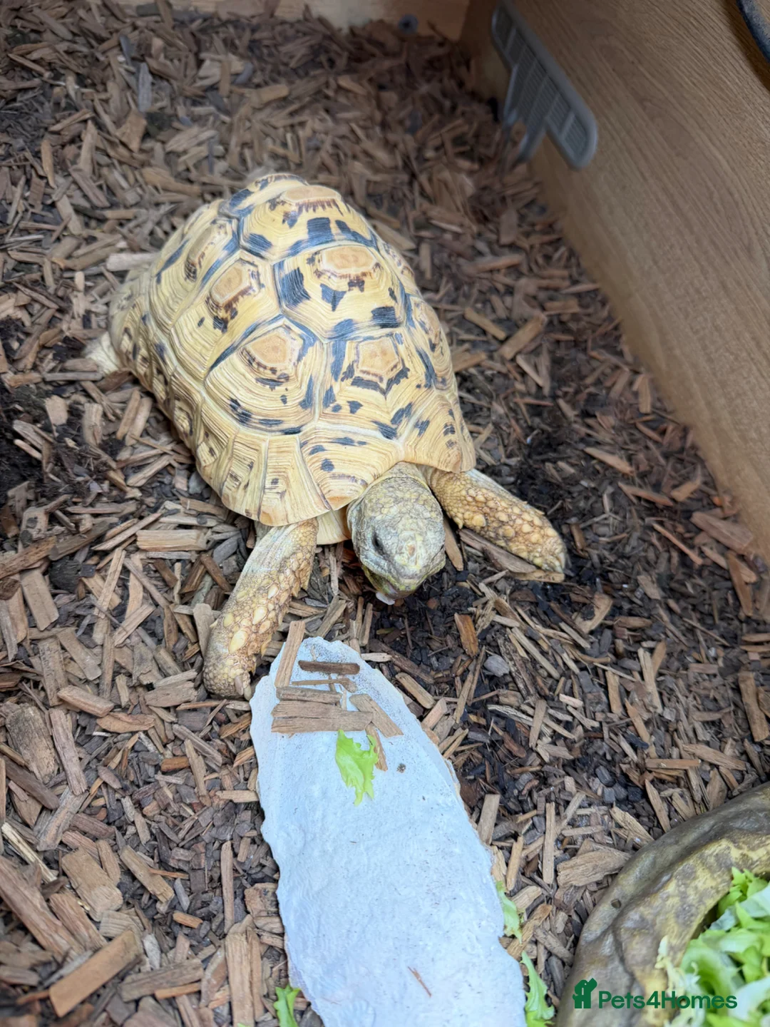 Tortoise reptiles for sale: Leopard male tortoise for sale - Advert 1