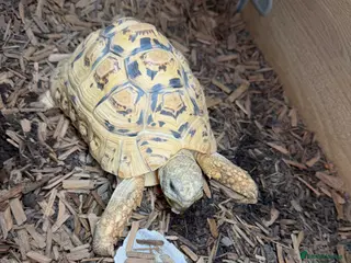 Tortoise reptiles Leopard male tortoise for sale - Advert 2