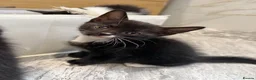 Mixed Breed cats for sale: Kittens - Advert 3