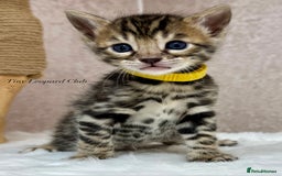 Bengal cats for sale: International Championship, Full Pedigree Bengals - Image 2