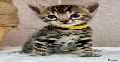 Bengal cats - Advert 13