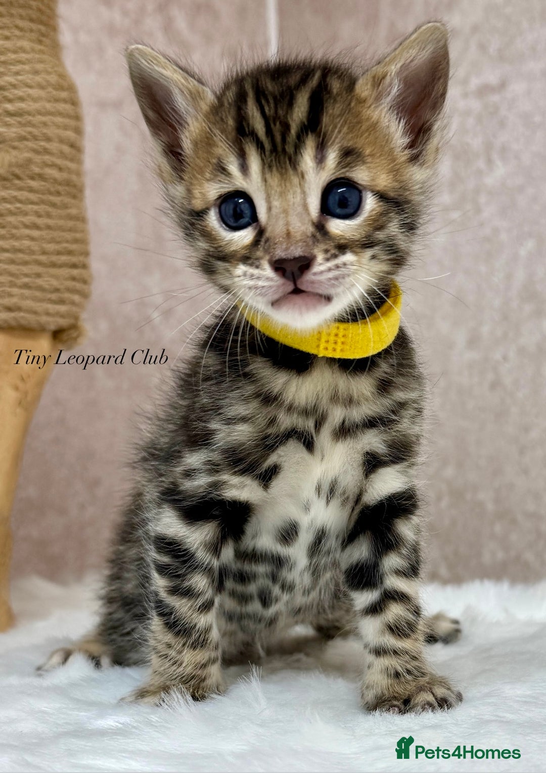 Bengal cats for sale: International Championship, Full Pedigree Bengals - Image 2