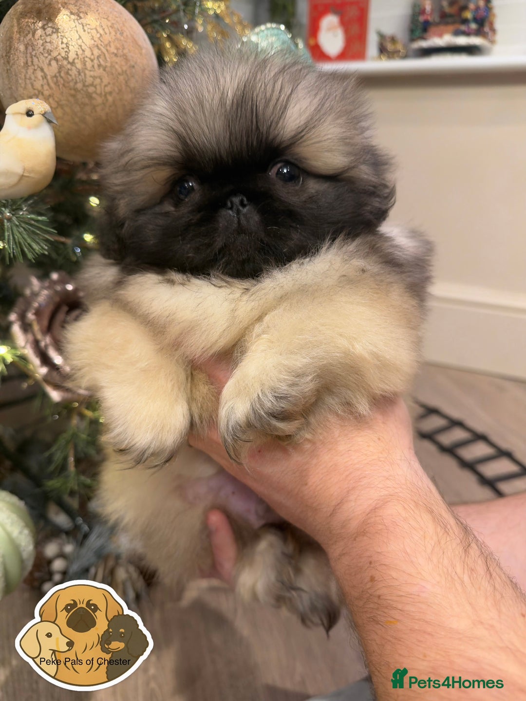 Pekingese dogs for sale: 👑True KC Peke Pups👑 - Advert 4