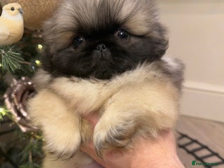 Pekingese dogs KC registered last Pekingese’s puppy’s - Advert 4