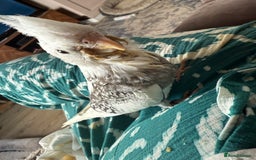 Cockatiels birds for sale: Beautiful DNA tested hand reared cockatiels  in Wigan - Image 2