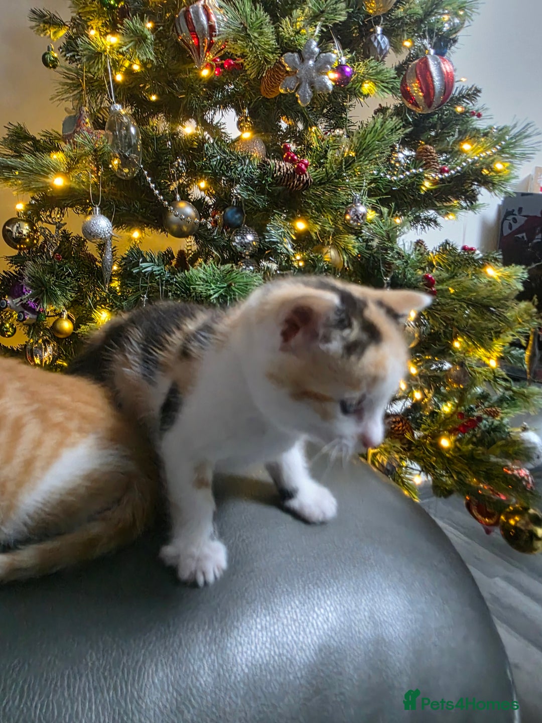 Mixed Breed cats for sale: Beautifull Kittens ready to go  - Advert 14