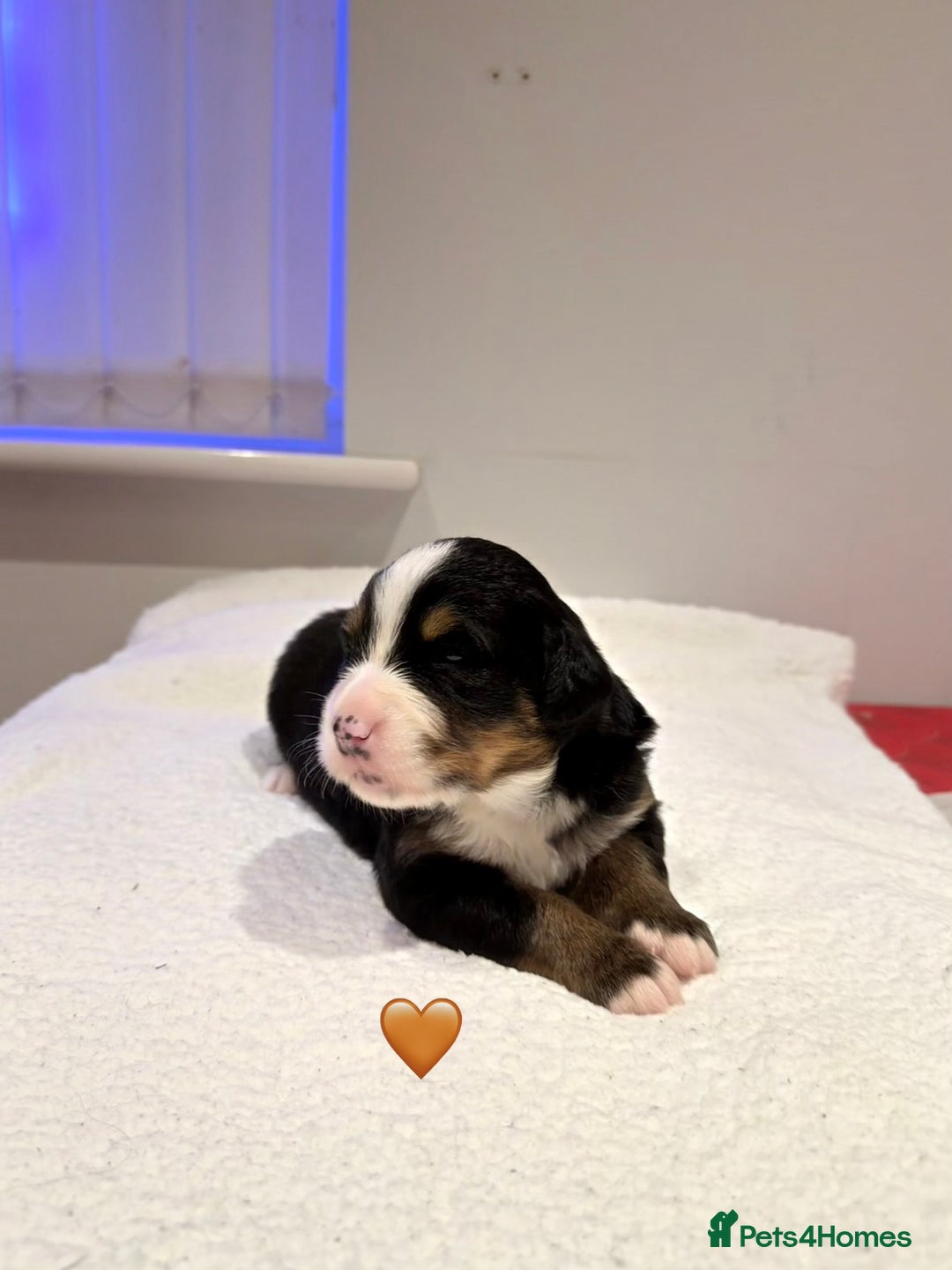 Bernese Mountain Dog dogs for sale: Stunning Pedigree Bernese Mountain Puppies - Advert 21